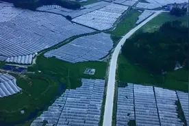 甜到了心里头！这里的葡萄有故事图片