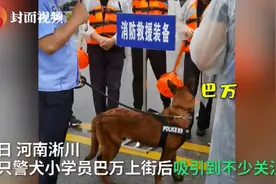 来了就不走了！流浪犬“巴万”凭实力成为警犬学员，将被培养成搜爆犬图片