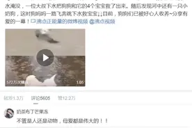 获12万点赞！狗妈妈冲入洪水救小狗，大叔、民警都来帮忙……网友：为母则刚图片