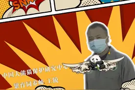 《熊猫人VLOG》| 繁育师的“熊猫奶爸”日记图片