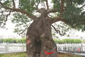 28棵古树与横坑古村守望百年图片