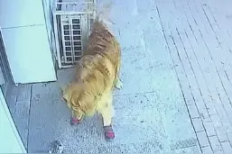 猫主人回应高空坠猫砸晕老人：猫是自己跳下去的图片