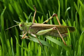 动物所揭示蝗虫聚群成灾的奥秘图片