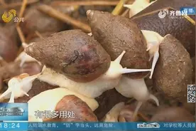 潍坊：小蜗牛全身是宝，粘液还能加工成护肤品，26元一公斤不愁卖视频封面