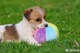 长春就养犬新规征求意见：城区居民每户限养一只犬，禁养德牧图片