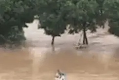 狗妈妈跳入洪水救宝宝，这一幕看哭了……图片