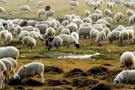 从小吃草药还没膻味，蒙古国来的3万只羊究竟有多好吃？图片