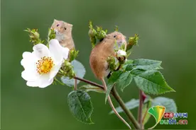 用道具摆pose 迷你小老鼠成摄影师新宠图片