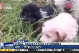四川眉山：狗妈妈激流勇救宝宝 母爱伟大感动网友  后续——已被好心人收养视频封面