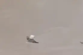 狗妈妈跳入洪水救宝宝，这一幕看哭了……图片