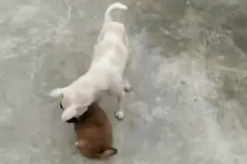 “狗妈妈冲入洪水救小狗”后续：目前被宠物店照顾，已有爱心人士收养图片