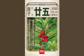 农历中国 | 六月廿五 · 凤仙花图片