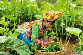 「你笑起来真好看」你看，采桑的傈僳姑娘笑得多甜图片