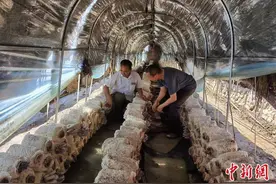 河北崇礼：蘑菇棚承载希望 撑起“致富伞”图片