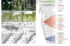 嫁接失败？《科学》：烟草或能作中介，帮助实现植物跨种嫁接图片