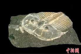 国际最新研究：4.29亿年前三叶虫眼睛内部结构与现代蜜蜂一样图片