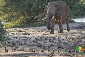 摄影师捕捉调皮大象冲入鸟群瞬间图片