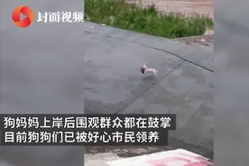 洪水中救崽的狗妈一家被收养，网友：谢谢好心人图片