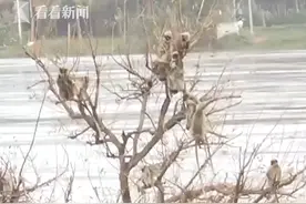 印度百余只猴子遇洪水被困树上 人们用绳梯为其搭建“逃生通道”图片