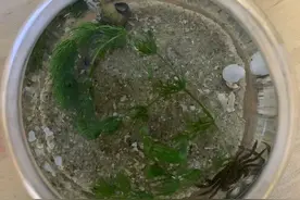 爱阅读 | 你的暑假科学作业做完了吗？大礼包来了！老师选了三道难题，解答步骤一看就会图片