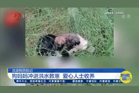 流浪狗妈妈冲进洪水救崽，后续：狗妈一家已被爱心人士收养！视频封面