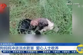 流浪狗妈妈冲进洪水救崽，后续：狗妈一家已被爱心人士收养！视频封面