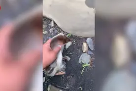 鸭子被放生，逃命的样子仿佛迷你四驱车 网友：涡轮增鸭原来是真的图片