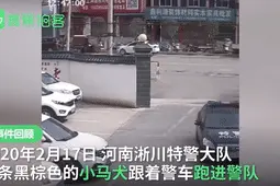 流浪犬跑警队“找工作”，新名字背后还有个故事……图片