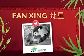 旅荷大熊猫宝宝取名“梵星”图片