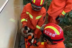 好慌！杭州朝晖公厕边，出现两条大蟒蛇！蛇从哪里的，有毒吗？图片