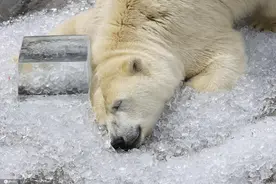 太萌了！日本夏日热浪滚滚 北极熊撅屁股躺冰上降温图片