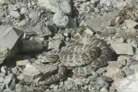 青海人浪山又见毒蛇！遇到蛇怎么办？如何预防被毒蛇咬伤？图片