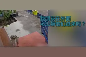 狗狗带同伴回家先摇尾请示主人，网友：像极了自己小时候图片