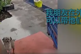 狗狗带同伴回家先摇尾请示主人，网友：像极了自己小时候图片