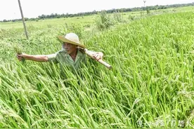 一粒米，要历经多少艰辛，才能到达老百姓的餐桌？图片