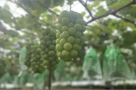 葡萄架下的丁庄人 陈志军：坚持葡萄种植“技术为王”图片