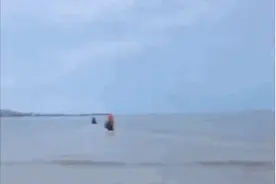 男子骑马下海救人后痛失良驹，新疆小伙送他一匹伊犁马图片