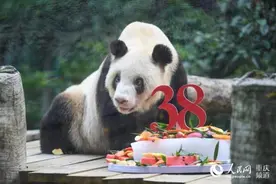 世界现存最年长大熊猫“新星”迎来38岁生日图片