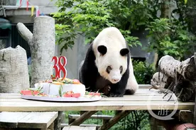 生日快乐！全球现存最年长大熊猫38岁了图片
