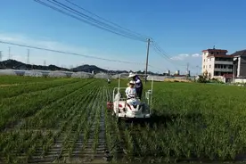不碰苗、不伤苗！我国研制出北斗定位水稻机械智能除草机图片