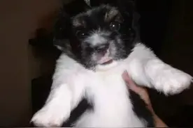 我的宠物｜世界上最爱我的那条狗，走了图片