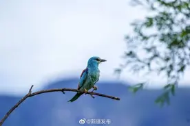 新疆新源：蓝胸佛法僧捕食那一刻图片
