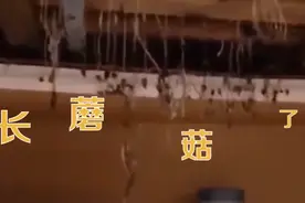 宿舍太久没人住床板长金针菇，网友调侃：能炒盘菜了图片