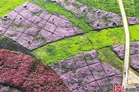 河北唐山市开平区：绿色“开屏”，城东崛起生态新城图片