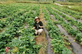 扶贫攻坚·山海相牵②|泡脚的花椒和长在树上的铁皮石斛，都是你想不到的脱贫之路图片