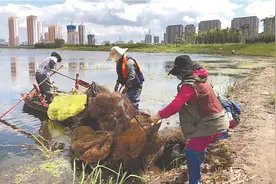 志愿者巡护松花江 发现透明“面条鱼”图片