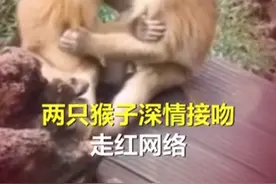 猴子接吻被人发现尴尬躲闪！网友：都是来旅游的情侣教的图片