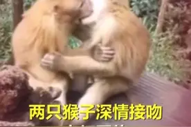猴子接吻被人发现尴尬躲闪！网友：都是来旅游的情侣教的图片