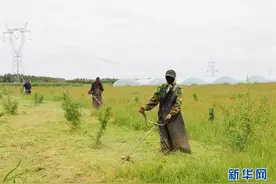 “蚯蚓工厂”串起生态循环农业产业链图片