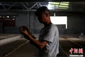 广西完成蛇类以外人工繁育陆生野生动物处置图片